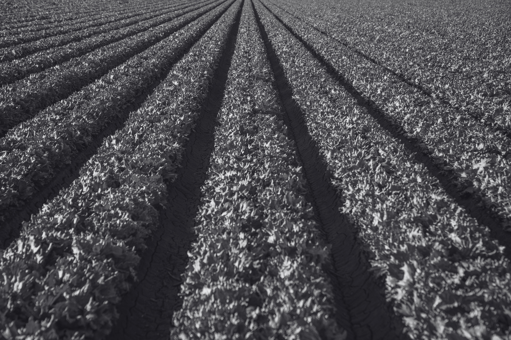 black and white photograph of rows of crops in a field