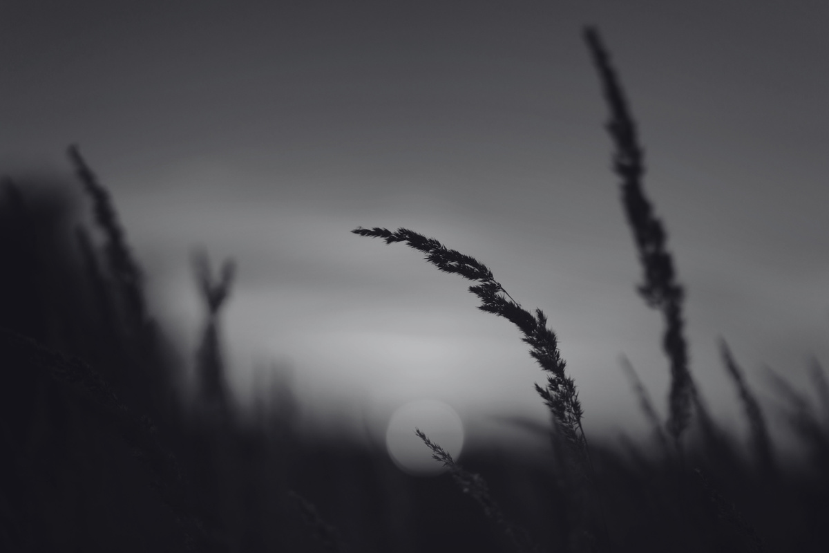 a black and white photo of tall grass